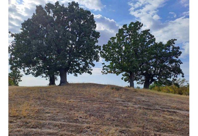 Министерство на околната среда и водите обяви четири вековни дървета в община Карлово за защитени