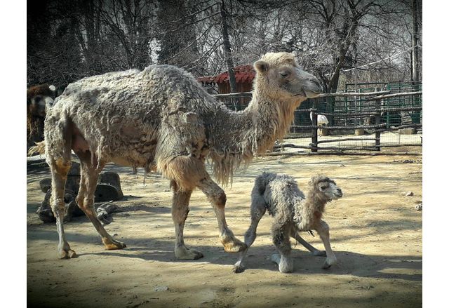 Най-новото попълнение в детската градина на зоокъта е двугърбо камилче