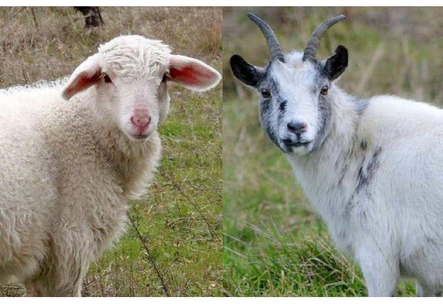 На основание ЗМСМА Заповед на областния управител на Област Хасково