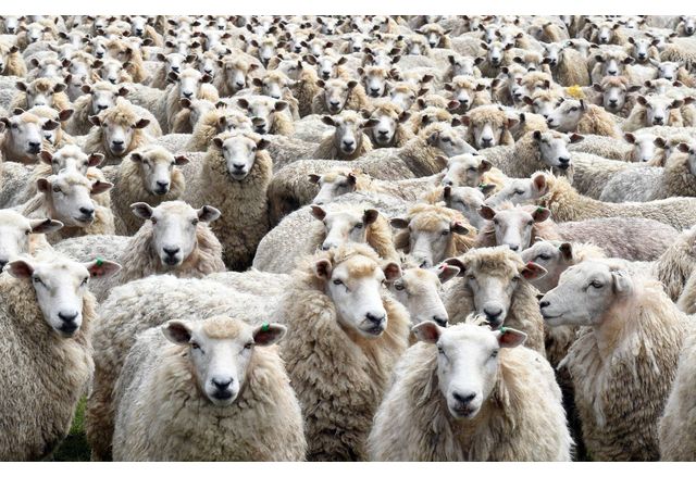 Няма да се умъртвяват животни от фермата във Велинград но