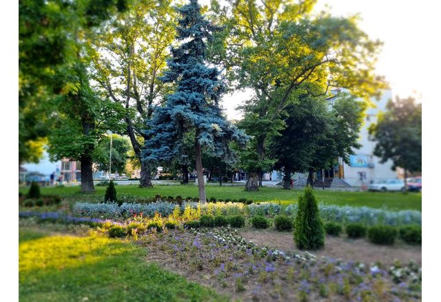 Около 7000 нови цветя преобразиха визията на зелени пространства в Асеновград