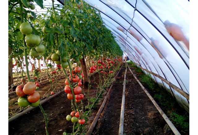 Африканци да отглеждат българските домати и краставици Сценарият е напълно