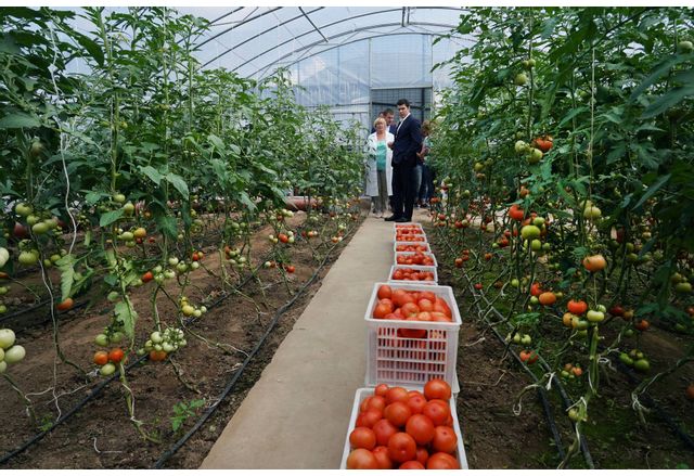 Производството на основни полски култури зеленчуци и плодове в страната