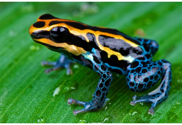 Руският опозиционен лидер Алексей Навални е убит с отрова разработена