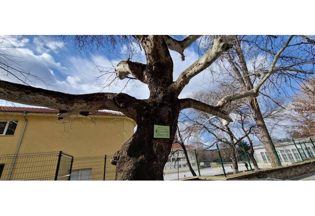 Две вековни дървета на територията на Асеновград са обявени за