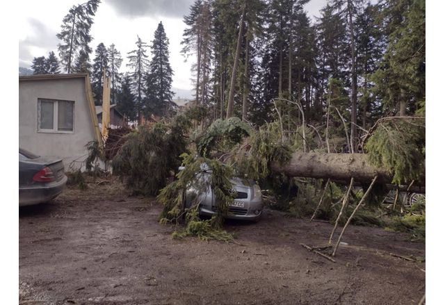 При падане на дървета вследствие на ураганния вятър в курортен