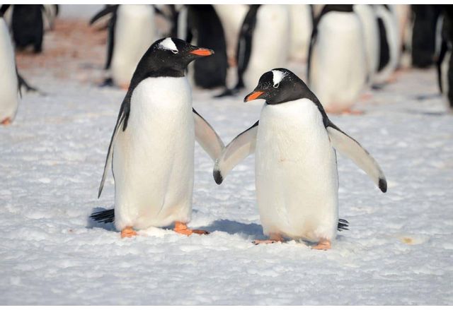 Ваксинират пингвините Дженто в Берген