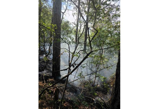 Възникнал е пожар в района на асеновградските квартали Горни Воден