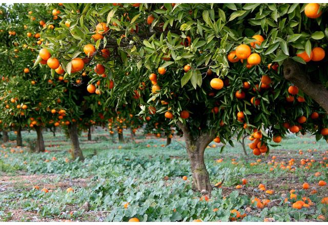 В Испания вече се опитват да произвеждат ток от портокали
