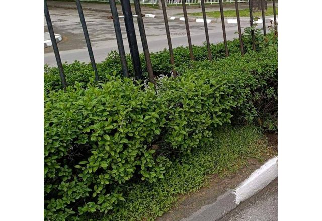 Община Асеновград спечели мащабен проект за озеленяване на града Интервенциите