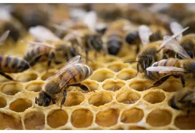 Проверяват пчелните семейства в страната