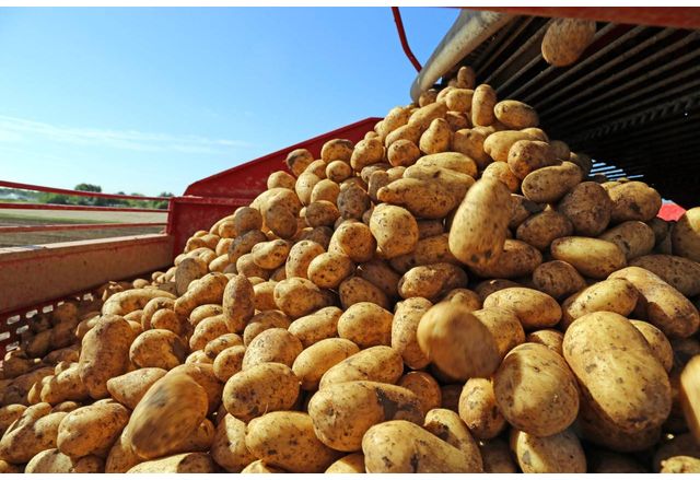 Производители на картофи подготвят протест заради целенасочено спиране на субсидиите