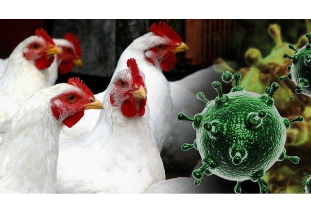 Птичи грип
