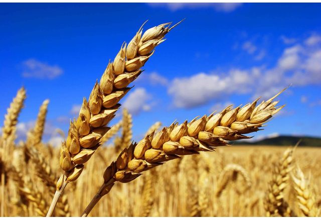 Намаленият износ на пшеница и на други суровини от Украйна