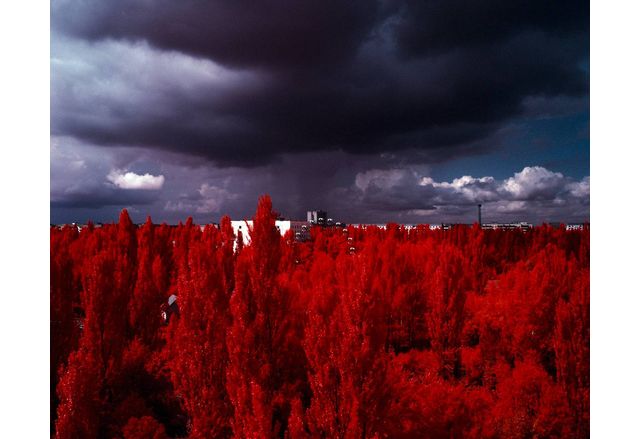 Радиоактивната "Червена гора" на 10 км от Чернобил