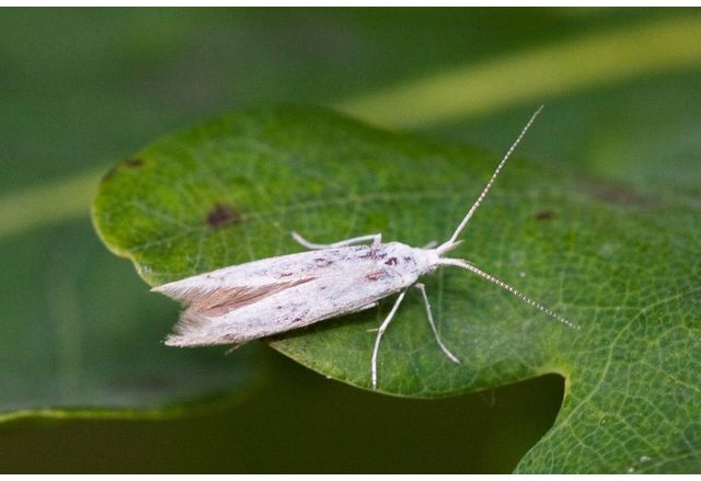 Учени от Телавивския университет за първи път в света предоставиха