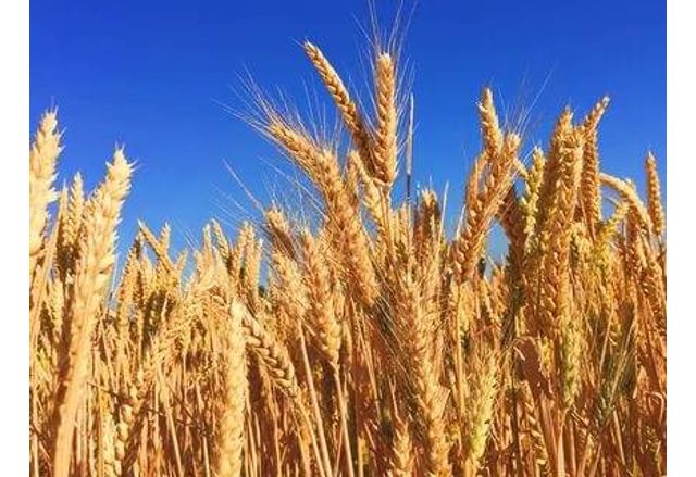 Рекордно висок добив на пшеница в Румъния