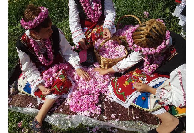В Казанлък започна кампанията по прибирането на розовия цвят Ритуалът розобер