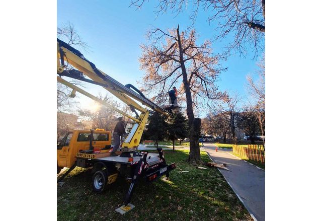 В община Асеновград са постъпили сигнали за счупени клони на