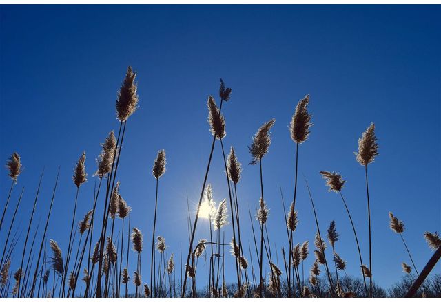 Днес ще бъде предимно слънчево Над източните и южните райони