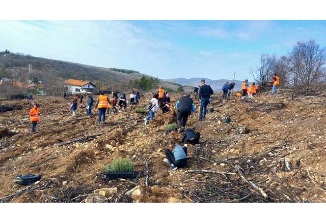 Над 20 хиляди фиданки атласки кедър бяха посадени днес в