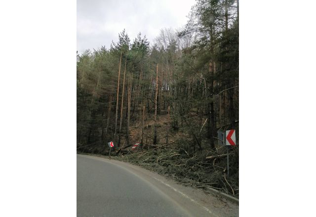 Счупени дървета от напора на силния вятър