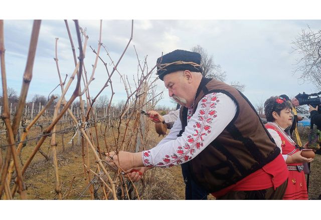 В Дома на виното в Северозападна България - село Типченица, честваха Трифон Зарезан 