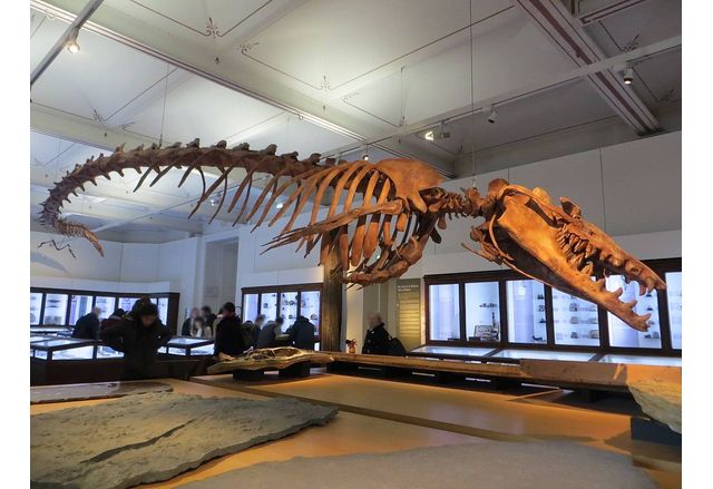 Перуенски палеонтолози откриха фосилизиран череп на огромен морски хищник предшественик