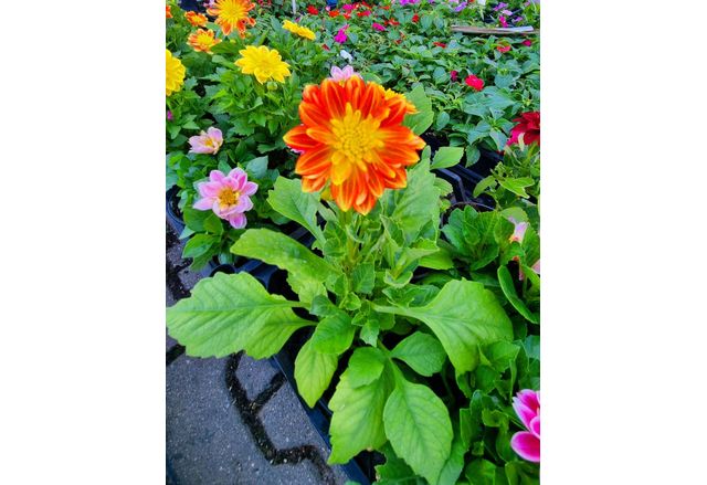 Свежест и красота ще внесе и тази година изложението Цветна