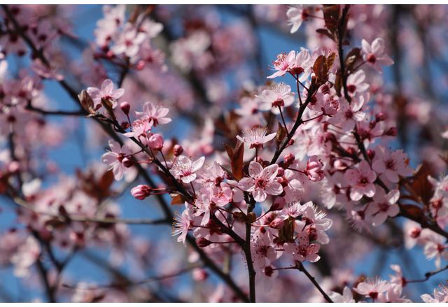Цъфнали дръвчета, пролет