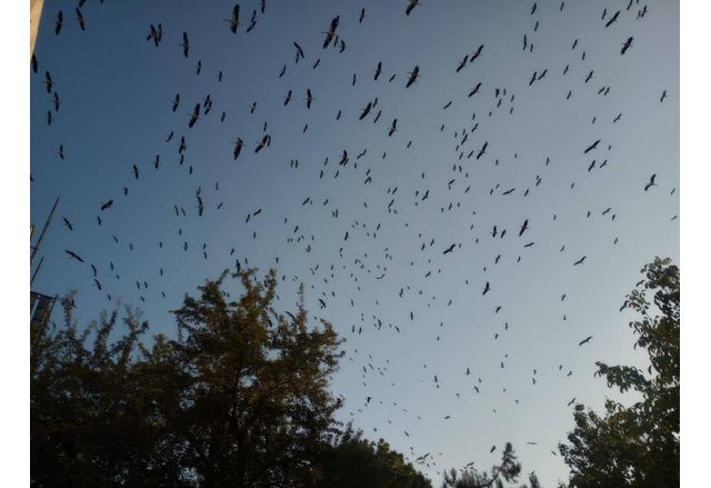 Над 1400 бели щъркела пренощуваха в Тополовград и създадоха невиждан