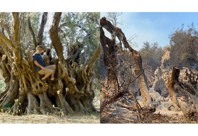 2500 годишното маслиново дърво, изгоряло на о-в Евбея