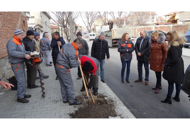 50 нови дървета засадиха в Нова Загора