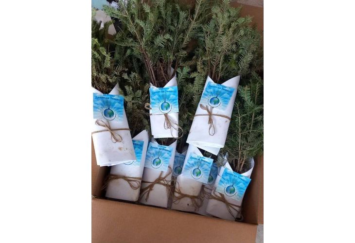 Дръвчета за залесяване Дръвчета за залесяване