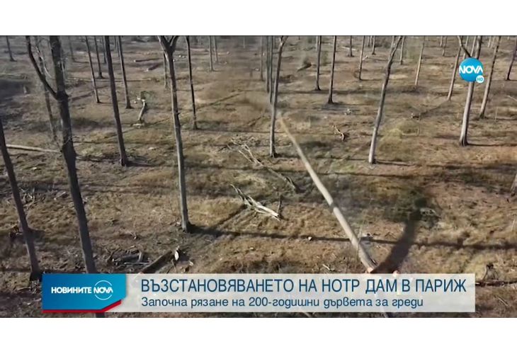 Започна рязане на 200-годишни дървета за възстановяване на "Нотр Дам"