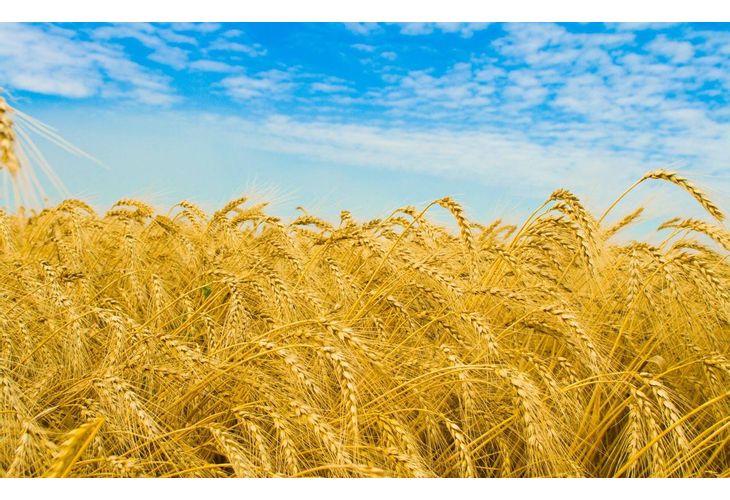 По предложение на бранша Министерство на земеделието, храните и горите пренотифицира пред ЕК държавната помощ като включи в нея културите: пшеница, ечемик, царевица, слънчоглед и рапица