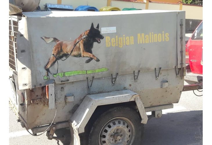 Кампания за кастриране на безстопанствени кучета в Оряхово