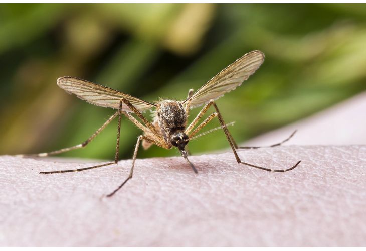 Снимка: Учени създадоха вечни тийнейджъри, но сред комарите