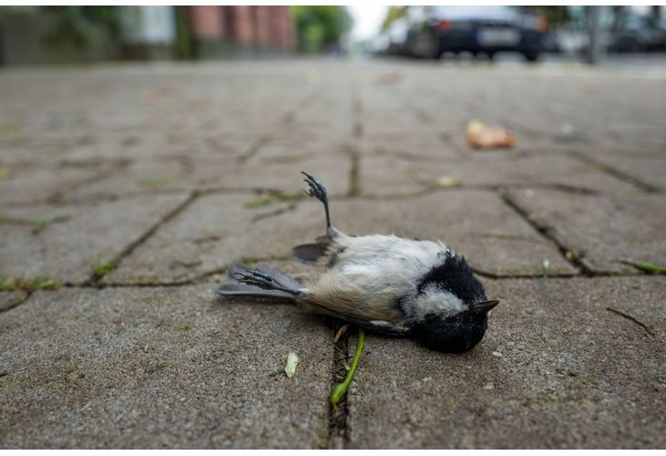 Мистериозна болест убива птиците в САЩ