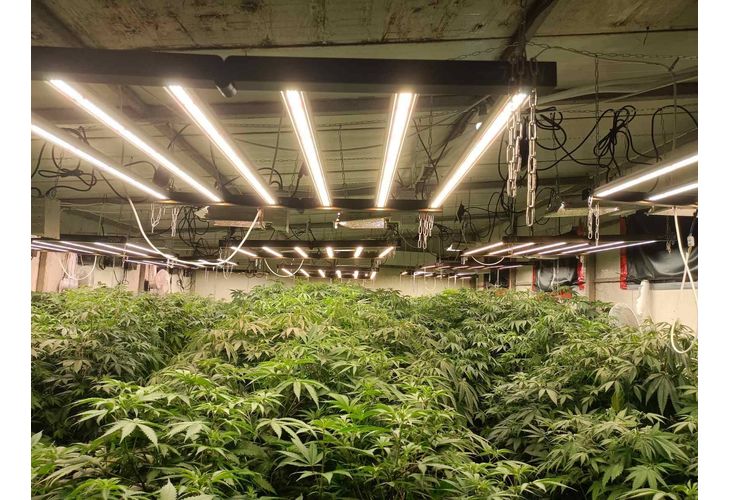 Оранжерия за канабис Оранжерия за канабис