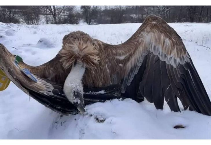 Отровен лешояд