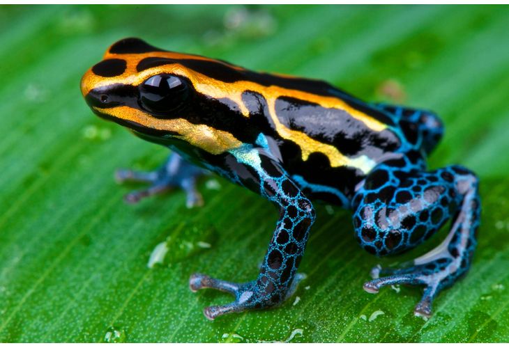 Жаба от семейство Dendrobatidae, която произвежда токсина епибатидин 