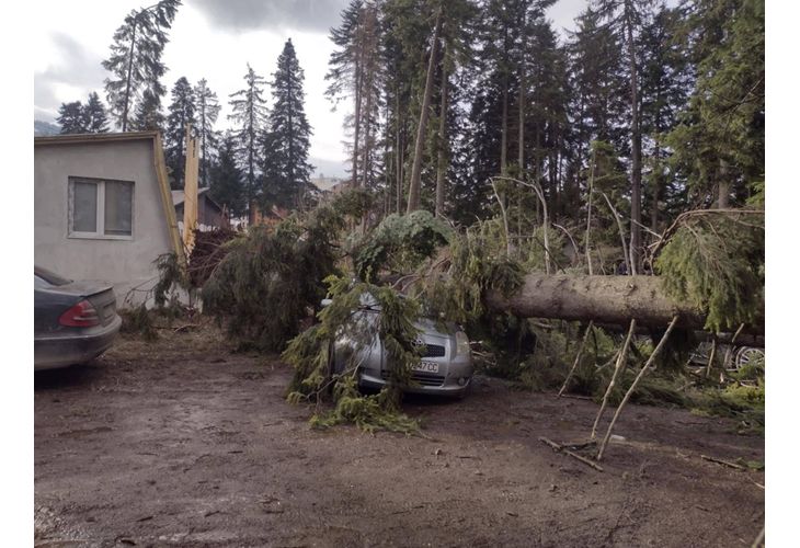 Паднали дървета