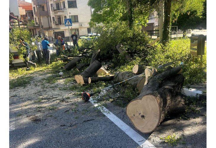 Нарязаното паднало дърво в Асеновград