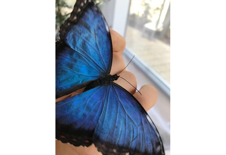 Пеперуда синьо морфо
