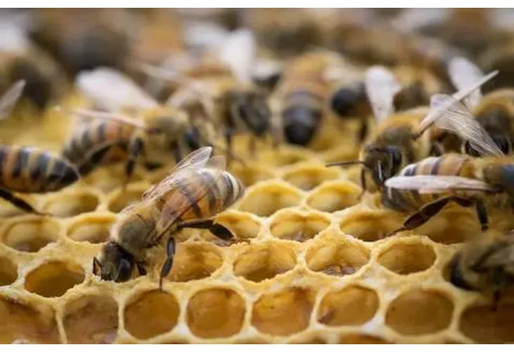 Проверяват пчелните семейства в страната