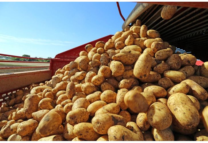 Производители на картофи подготвят протест заради целенасочено спиране на субсидиите