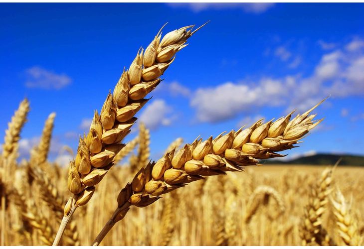 Намаленият износ на пшеница и на други суровини от Украйна