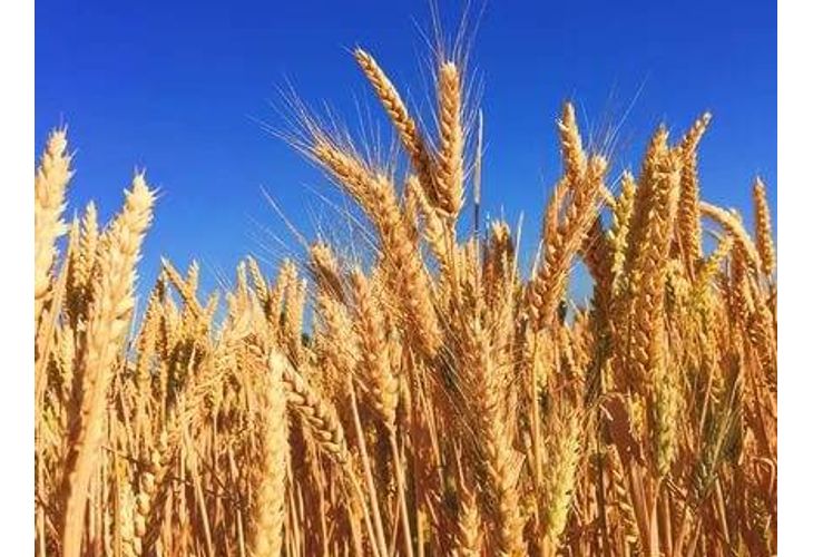 Рекордно висок добив на пшеница в Румъния