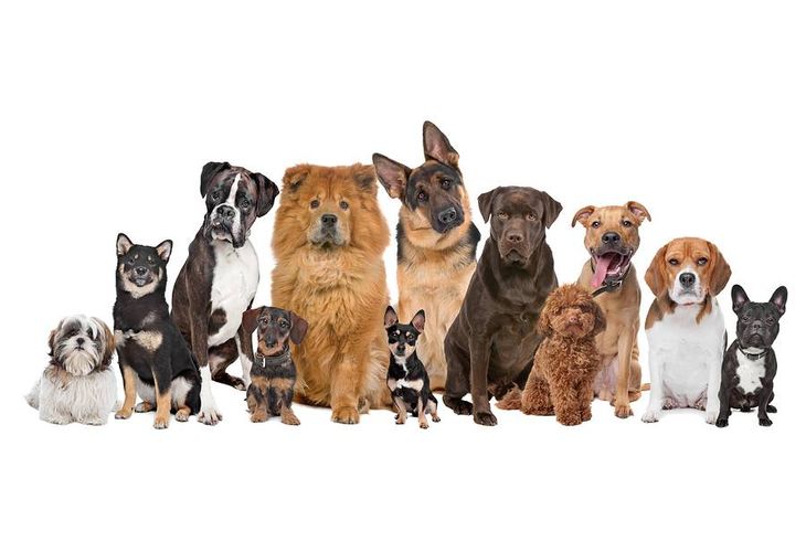 Община Мездра напомня на собствениците на домашни кучета, че съгласно